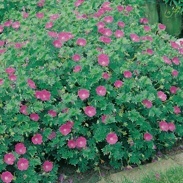 Rabattblomma Omnia Garden Blodnäva Geranium Sanguineum
