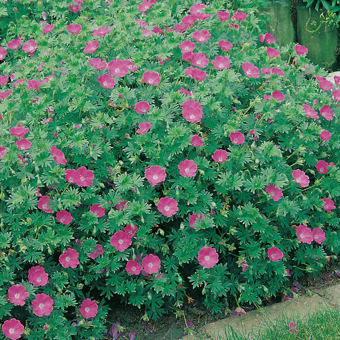 Rabattblomma Omnia Garden Blodnäva Geranium Sanguineum