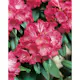 Rhododendron Omnia Garden Morgonrot 25-30 cm