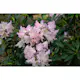 Rhododendron Omnia Garden Silberwolke 25-30 cm