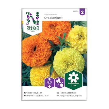 Frö Tagetes Nelson Garden Crackerjack stor