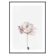 Poster Gallerix Pink Rose No2