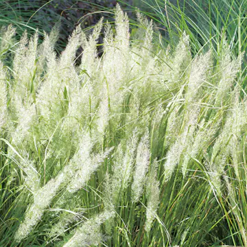 Prydnadsgräs Omnia Garden Diamantrör