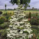 Prydnadsbuske Japansk Olvon Omnia Garden Kilimandjaro