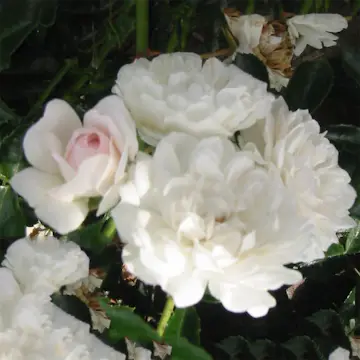 Ros Omnia Garden Marktäckande Sea Foam