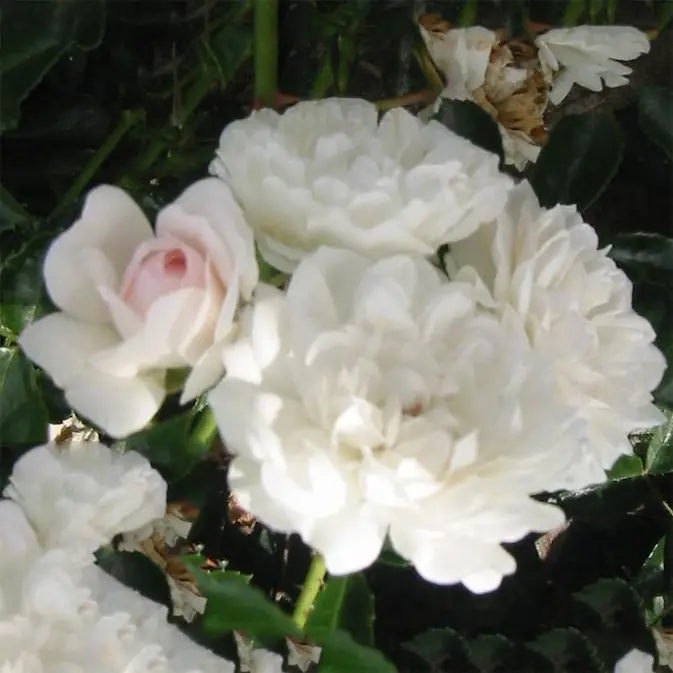 Ros Omnia Garden Marktäckande Sea Foam