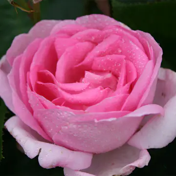 Storblommig Buskros Omnia Garden Ghita Renaissance