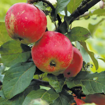 Äppelträd Omnia Garden Alice