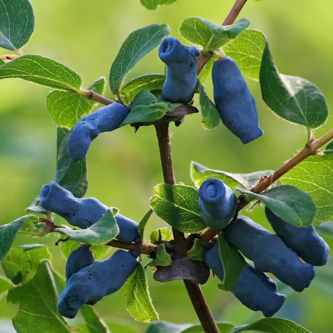 Blåbärstry Omnia Garden Buske Kamtschatica