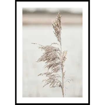 Poster Gallerix Boho Dried In Nature No7