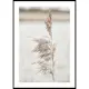 Poster Gallerix Boho Dried In Nature No7