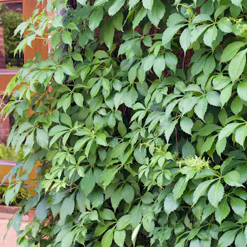 Klätterväxt Klättervildvin Omnia Garden 40-60 cm