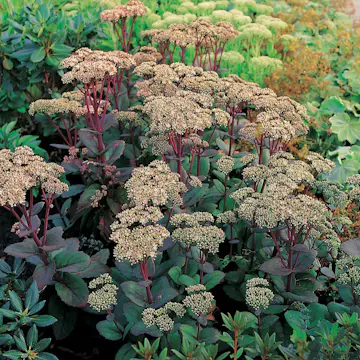 Perenn Omnia Garden Kärleksört Matrona