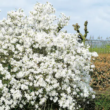 Prydnadsbuske Omnia Garden Stjärnmagnolia Royalstar
