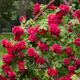 Storblommig Klätterros Omnia Garden Flammentanz Röd
