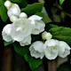 Prydnadsbuske Kameliaschersmin Omnia Garden Philadelphus 'Virginal', sol