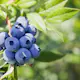 Buske Omnia Garden Amerikanskt Blåbär Northland
