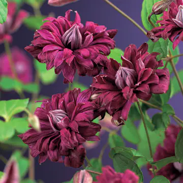 Klätterväxt Italiensk Klematis Omnia Garden Purpurea Plena Elegans 40-60 cm