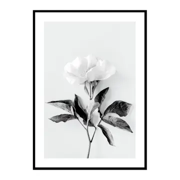 Poster Gallerix Peony BW