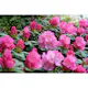 Rhododendron Omnia Garden Polaris 25-30 cm