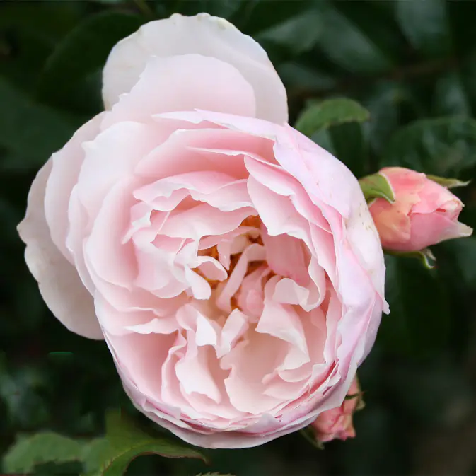 Storblommig Ros Omnia Garden Strawberry Hill