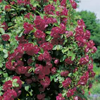 Storblommig Klätterros Omnia Garden Flammentanz Röd