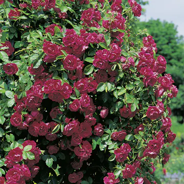 Storblommig Klätterros Omnia Garden Flammentanz Röd