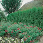 Häck Omnia Garden Ädeltuja Smaragd 80-100 cm