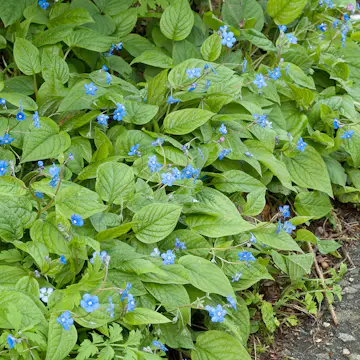 Perenn Omnia Garden Ormöga