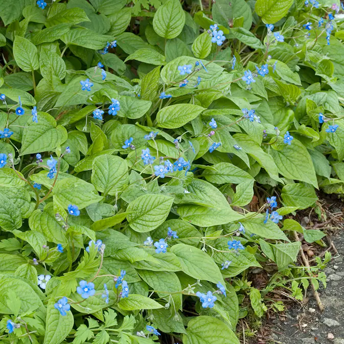 Perenn Omnia Garden Ormöga