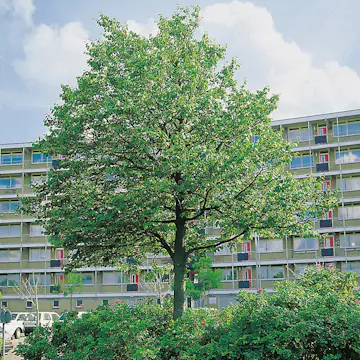 Prydnadsträd Skogslind Omnia Garden Tilia Cordata 150-200 cm