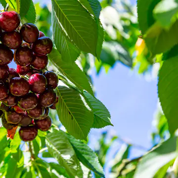 Sötkörsbärsträd Omnia Garden Kordia