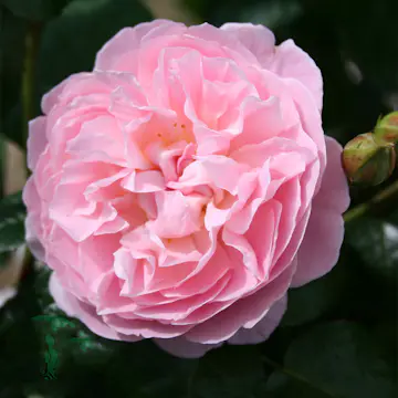 Storblommig Ros Omnia Garden The Generous Gardener