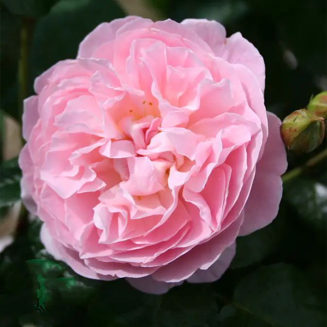 Storblommig Ros Omnia Garden The Generous Gardener