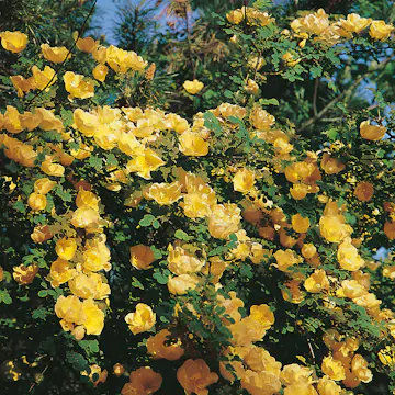 Storblommig Buskros Omnia Garden Hugonis