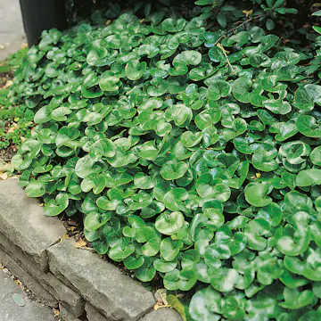 Rabattblomma Omnia Garden Hasselört