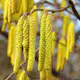 Buske Hassel Omnia Garden 150-200cm