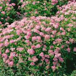 Häck Omnia Garden Dvärgpraktspirea 10-20cm Krukodlade