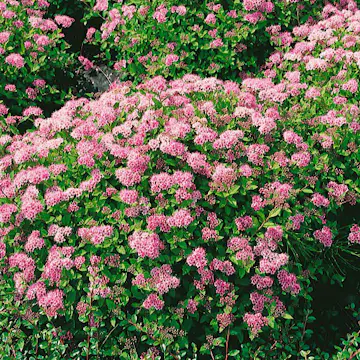 Häck Omnia Garden Dvärgpraktspirea 10-20cm Krukodlade