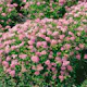 Häck Omnia Garden Dvärgpraktspirea 10-20cm Krukodlade