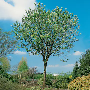 Näverhägg Omnia Garden Högstamsträd 300-400 cm, Frilandsodlad Alleträd, Vit Blomning