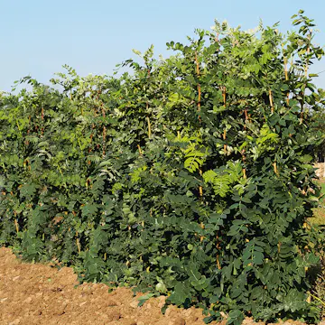 Häckkaragan Omnia Garden 40-65 cm