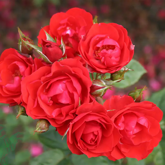 Flerblommig Rabattros Omnia Garden Allotria