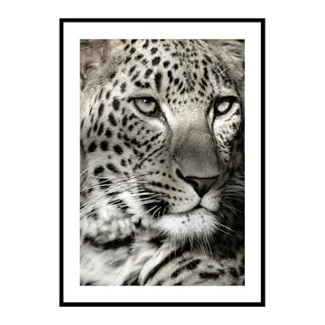 Poster Gallerix Leopard