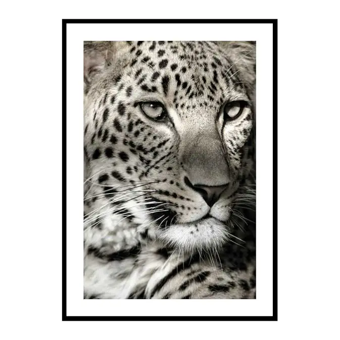Poster Gallerix Leopard