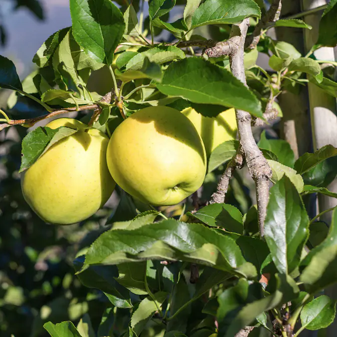 Äppleträd Omnia Garden Silva