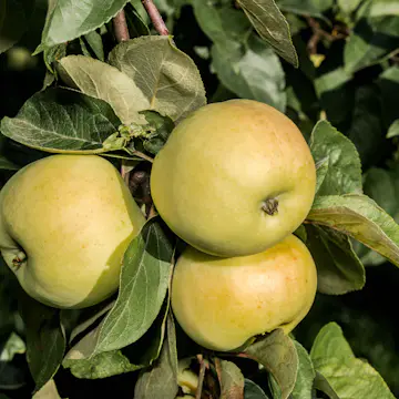Äppelträd Omnia Garden Malus Domestica Oranie E