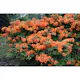 Rhododendron Azalea Omnia Garden Knaphill Golden Eagle 30-40 cm