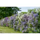 Buske Omnia Garden Syrén 20-40cm Krukodlade