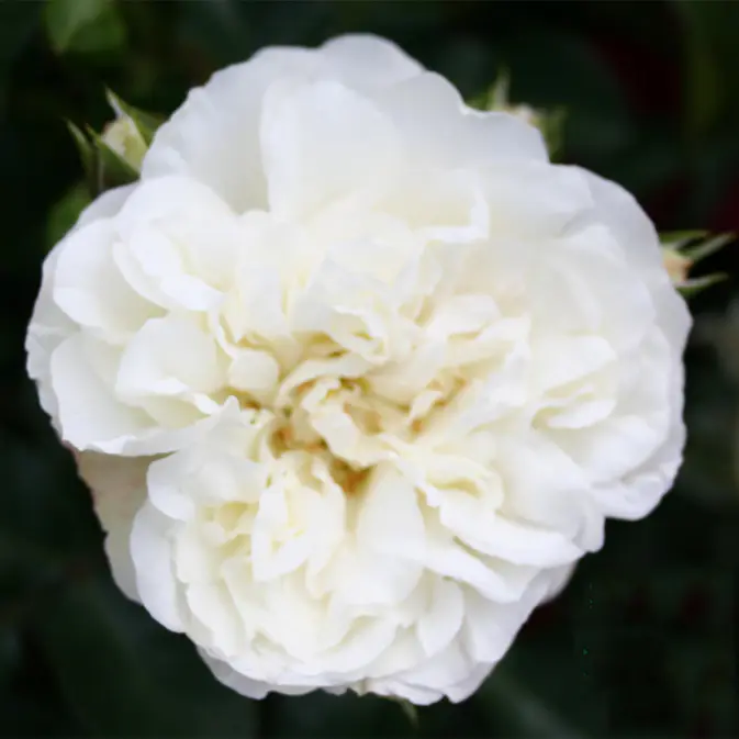 Buskros Omnia Garden Marktäckande White Meidiland